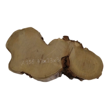 Plaster Akacji 43x23x3cm