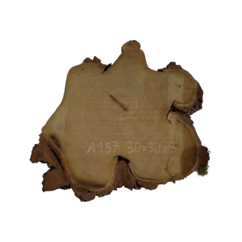 Plaster Akacji 30x30x3cm