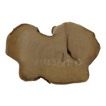 Plaster Akacji 37x25x3cm