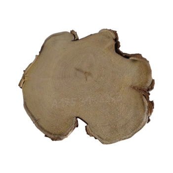 Plaster Akacji 31x29x3cm