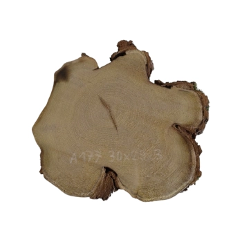 Plaster Akacji 30x29x3cm