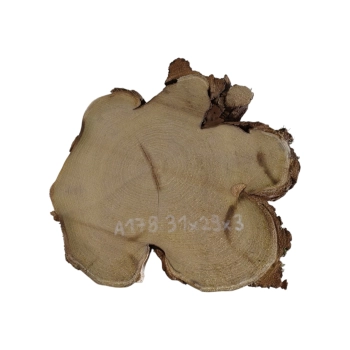 Plaster Akacji 31x29x3cm