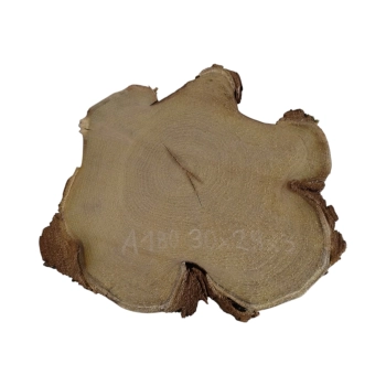 Plaster Akacji 30x28x3cm