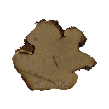 Plaster Akacji 34x31x5cm