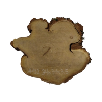 Plaster Akacji 34x31x3,5cm