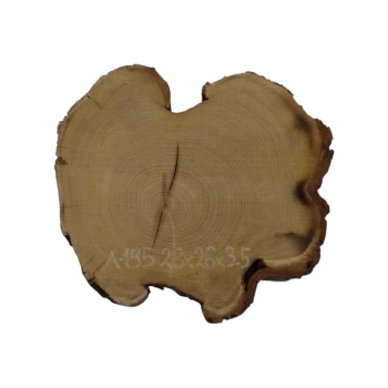 Plaster Akacji 28x26x3,5cm