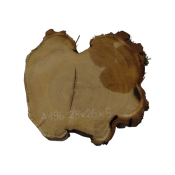 Plaster Akacji 28x26x5cm