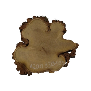 Plaster Akacji 33x31x3,5cm