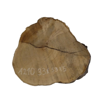 Plaster Akacji 33x33x5cm