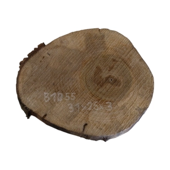Plaster Orzecha Włoskiego 31x26x3cm