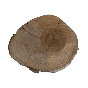 Plaster Orzecha Włoskiego 30x26x3cm