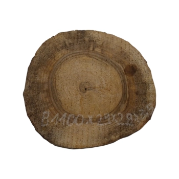 Plaster Orzecha Włoskiego 29x28x3,5cm
