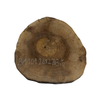 Plaster Orzecha Włoskiego 26x27x3,5cm