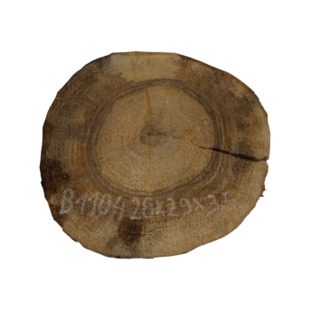 Plaster Orzecha Włoskiego 28x29x3,5cm
