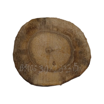 Plaster Orzecha Włoskiego 30x28x3,5cm