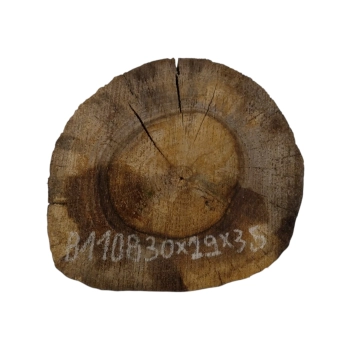 Plaster Orzecha Włoskiego 30x29x3,5cm