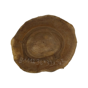 Plaster Orzecha Włoskiego 36x32x3,5cm