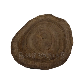 Plaster Orzecha Włoskiego 30x29x3,5cm