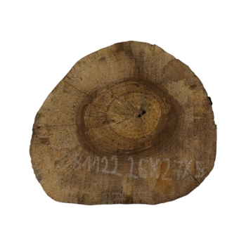 Plaster Orzecha Włoskiego 26x27x5cm