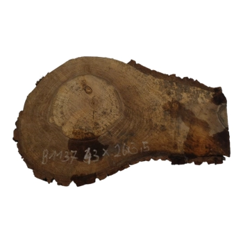 Plaster Orzecha Włoskiego 43x26x3,5cm
