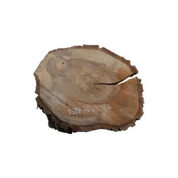 Plaster Orzecha Włoskiego 40x33x4cm