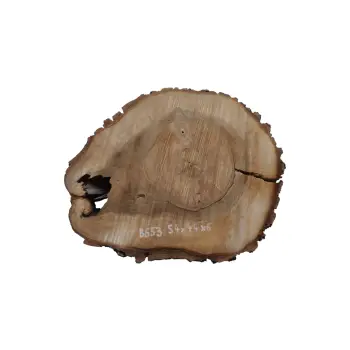 Plaster Orzecha Włoskiego 54x44x6cm