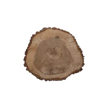 Plaster Orzecha Włoskiego 55x53x7cm