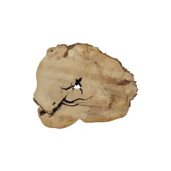 Plaster Kasztanowca 88x70x8cm