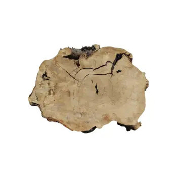 Plaster Kasztanowca 93x68x10cm