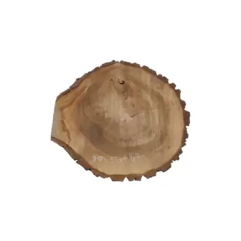 Plaster Orzecha Włoskiego 55x49x7cm