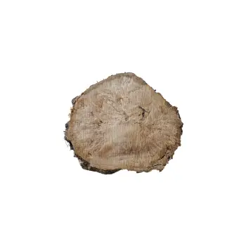 Plaster Topoli z Czeczotą 87x78x9cm