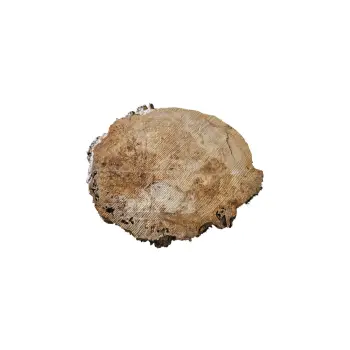 Plaster Topoli z Czeczotą 90x75x8cm