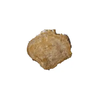 Plaster Topoli z Czeczotą 84x72x9cm