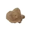 Plaster Orzecha Włoskiego 70x57x8cm