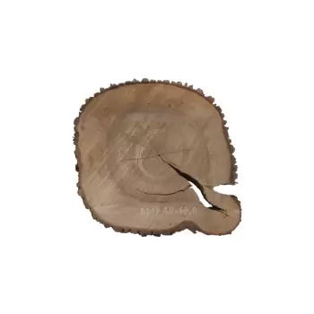 Plaster Orzecha Włoskiego 48x49x8cm