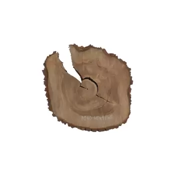 Plaster Orzecha Włoskiego 48x48x6cm