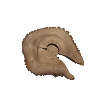 Plaster Orzecha Włoskiego 47x42x7cm