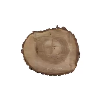 Plaster Orzecha Włoskiego 53x46x5cm