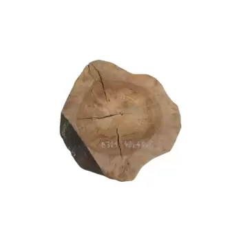 Plaster Orzecha Włoskiego 49x46x6cm