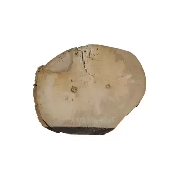 Plaster Jawora 47x40x5cm