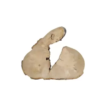 Plaster Jawora 66x58x5cm