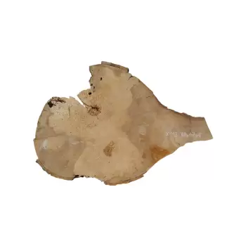 Plaster Jawora 68x47x6cm