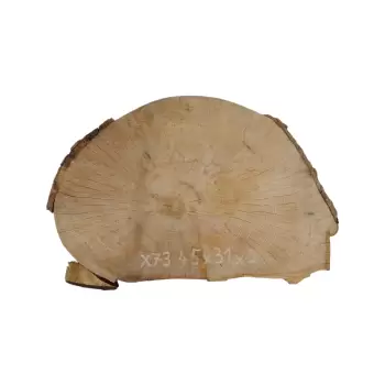 Plaster Jawora 45x31x5cm