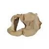 Plaster Kasztanowca 85x67x8cm