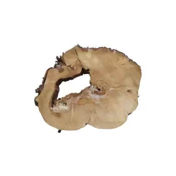 Plaster Kasztanowca 80x68x8cm