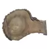 Plaster Orzecha Włoskiego 56x39x7cm
