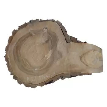 Plaster Orzecha Włoskiego 59x40x8cm