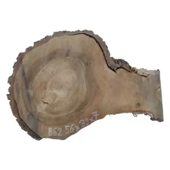 Plaster Orzecha Włoskiego 56x39x7cm
