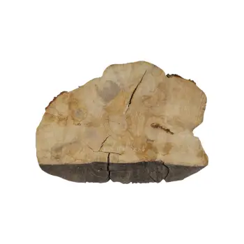 Plaster Kasztanowca 80x53x7,5cm