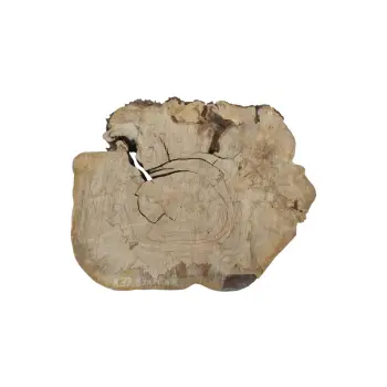 Plaster Kasztanowca 89x70x8cm